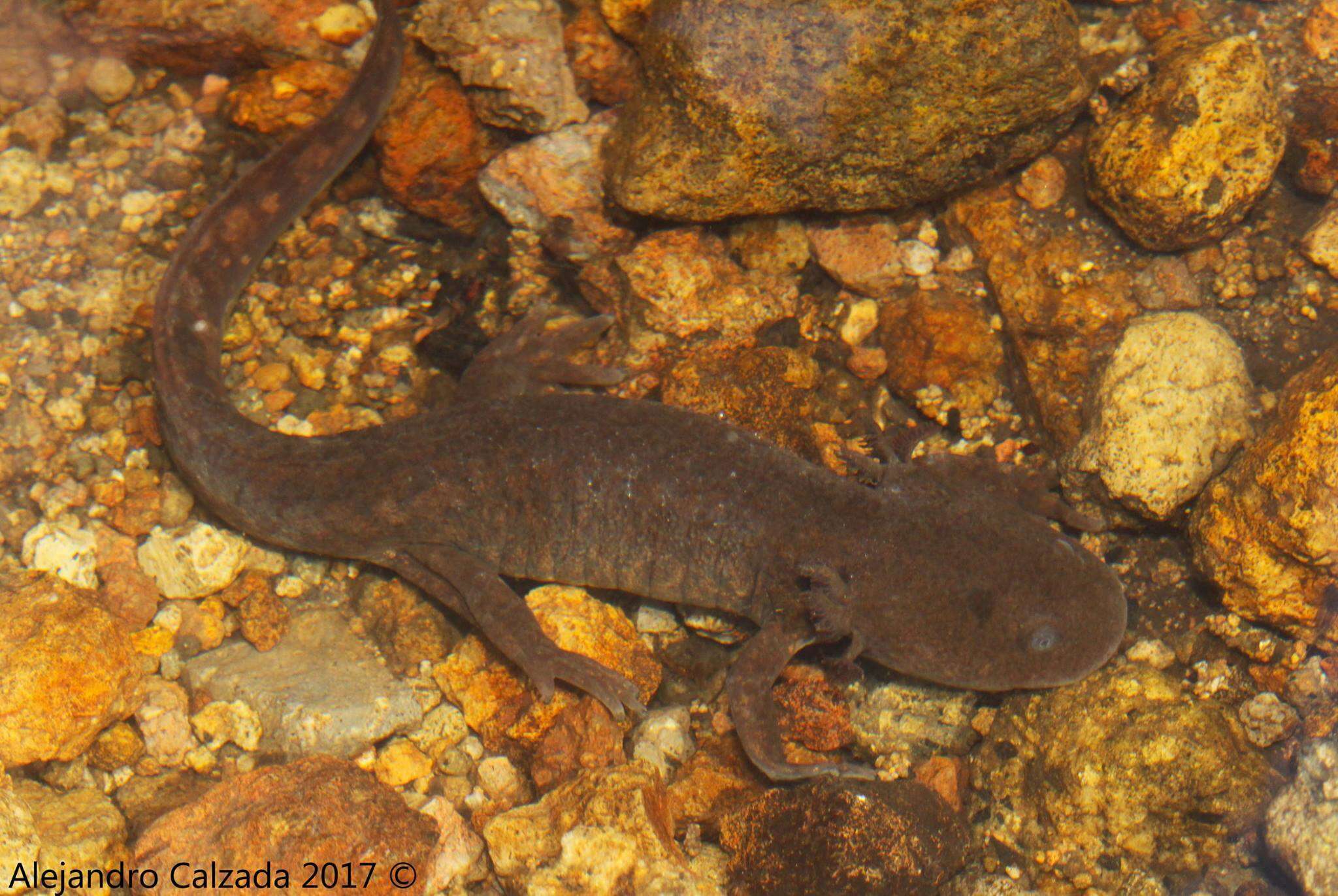 Image of Leora's Stream Salamander