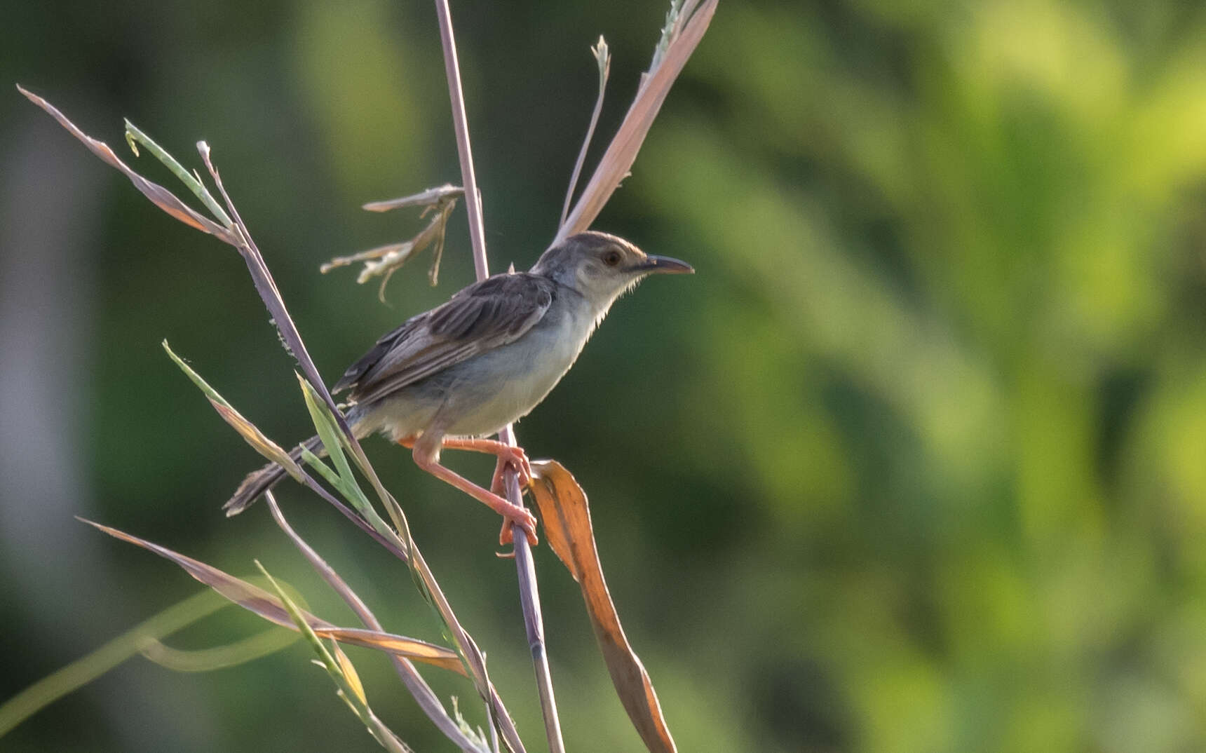 Image of Whistling Cisticola