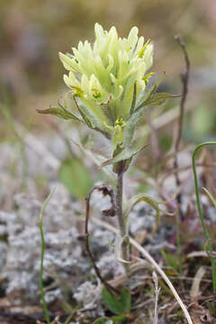 Image of northern Indian paintbrush