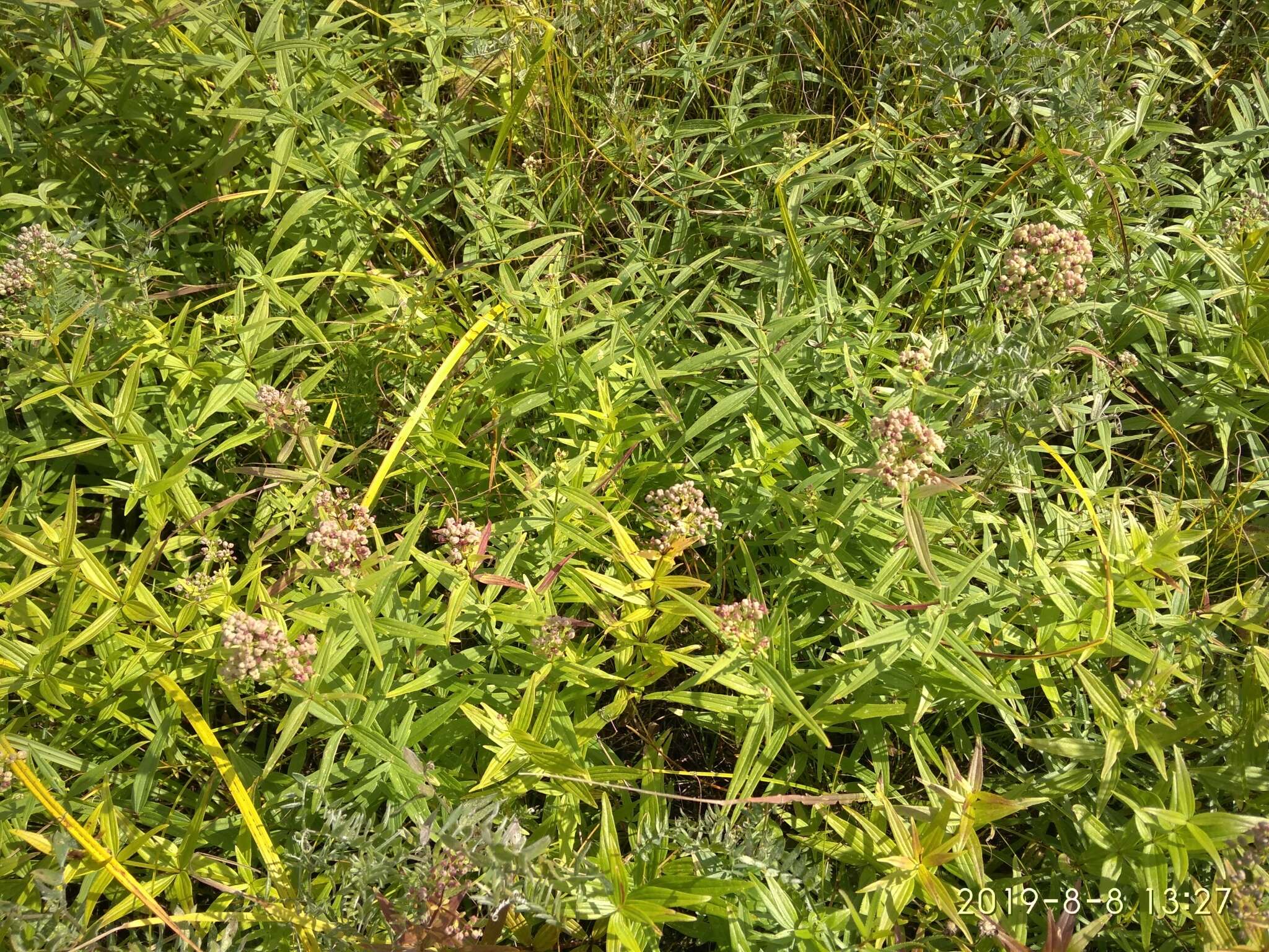 Plancia ëd Galium rubioides L.