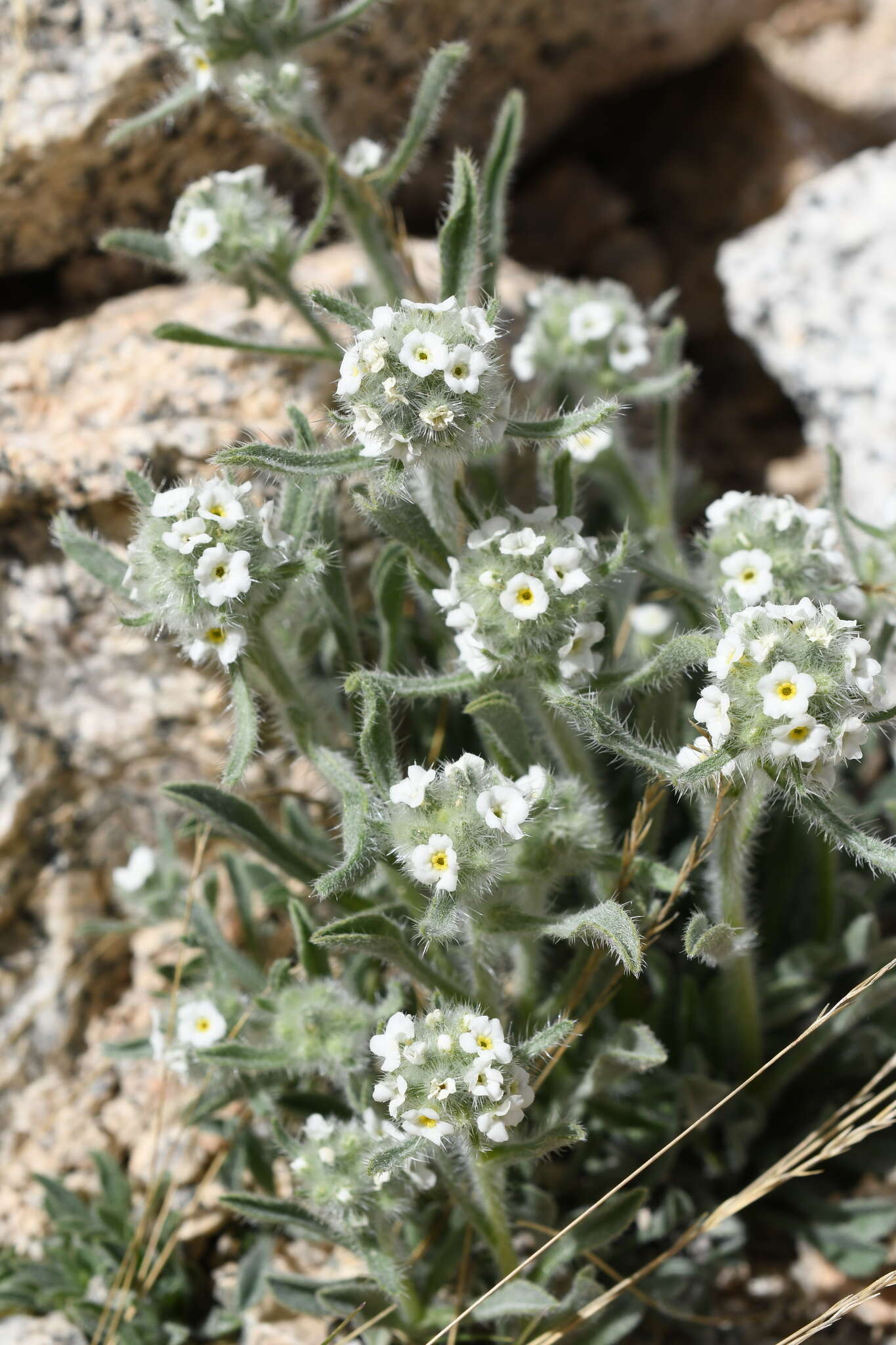 Image of Sierra cryptantha