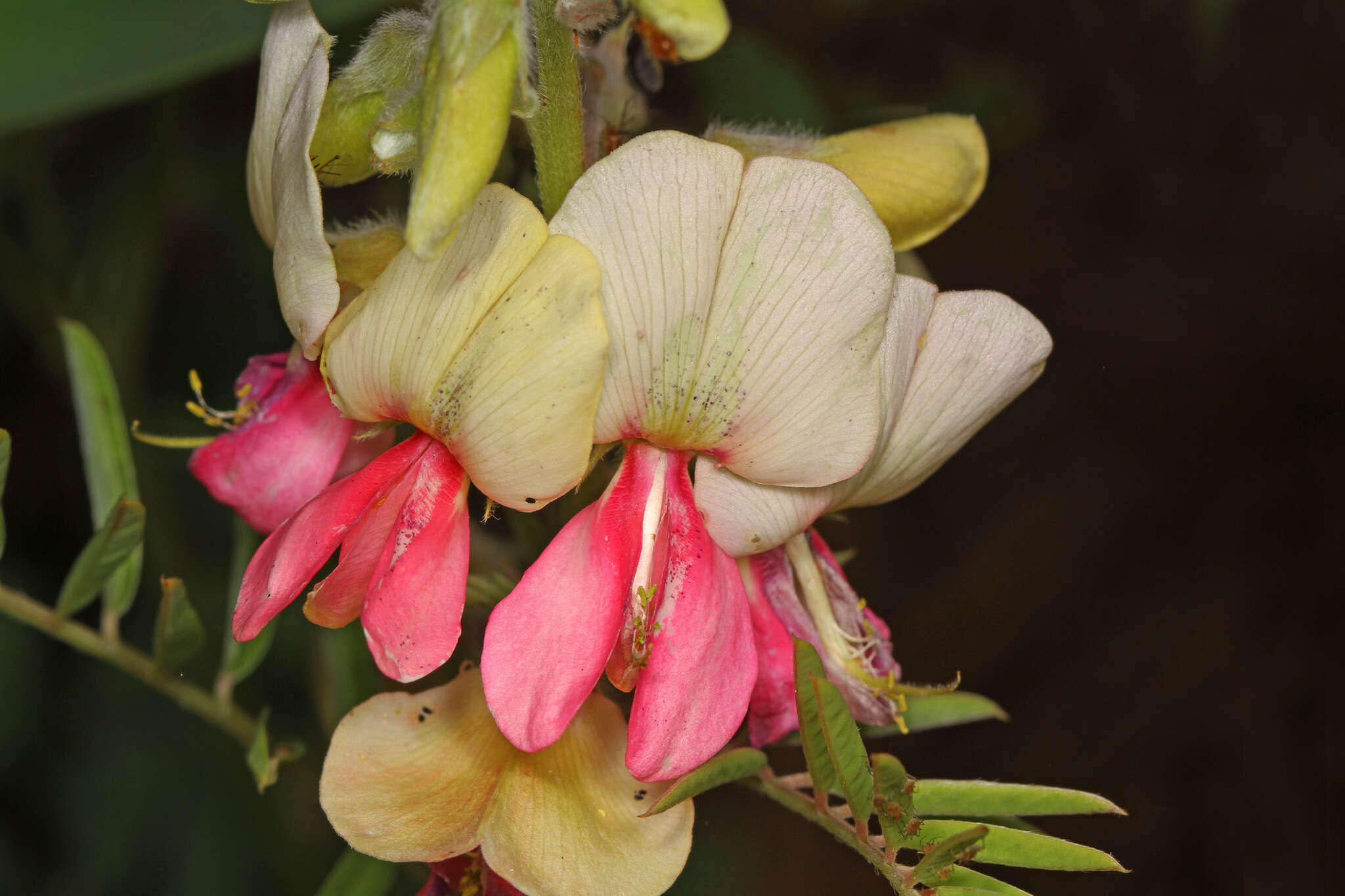 Image of Virginia tephrosia