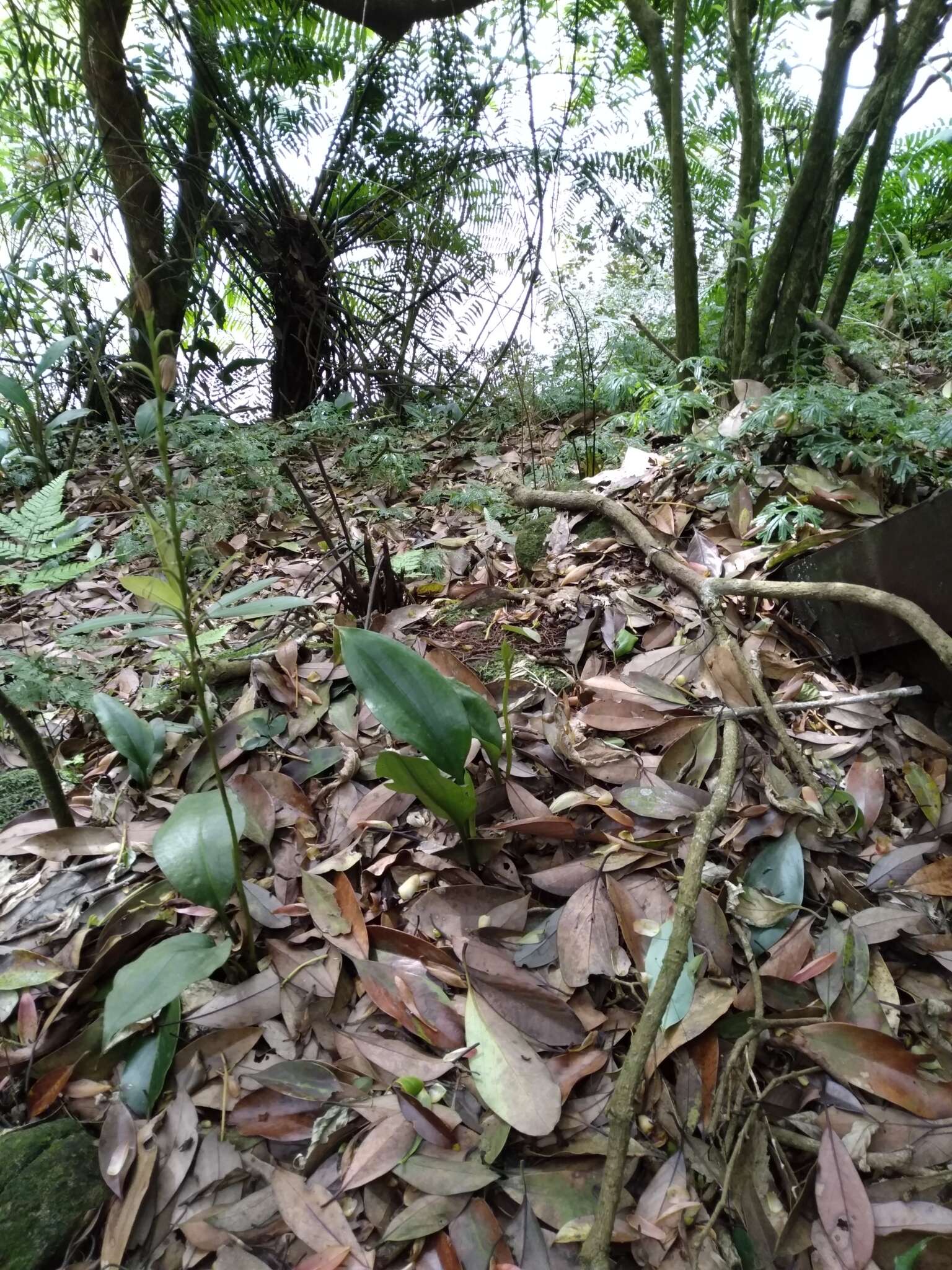 Image of Lily-leaf Orchid