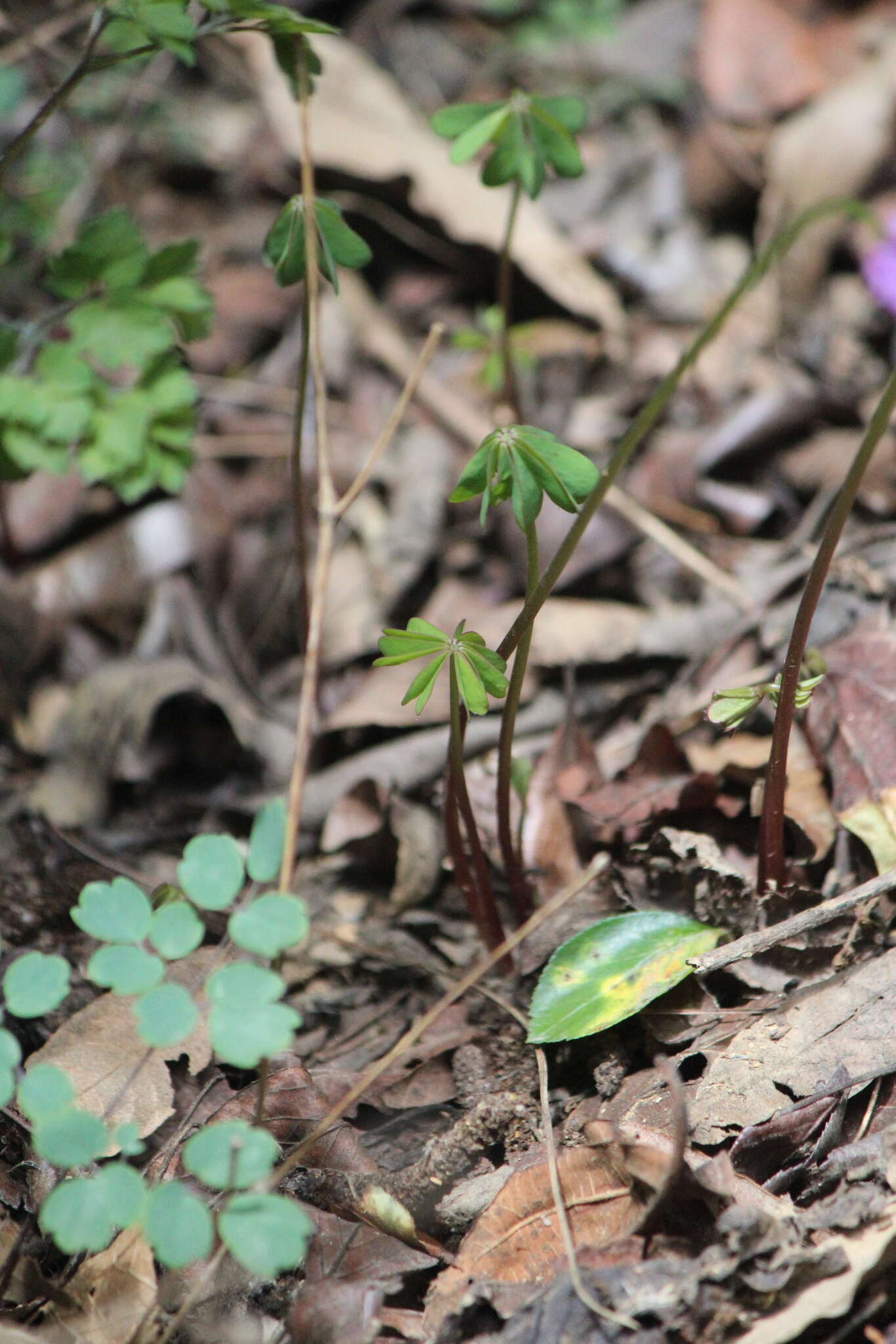 Plancia ëd Oxalis decaphylla Kunth