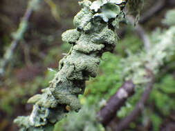 Image of Common greenshield lichen