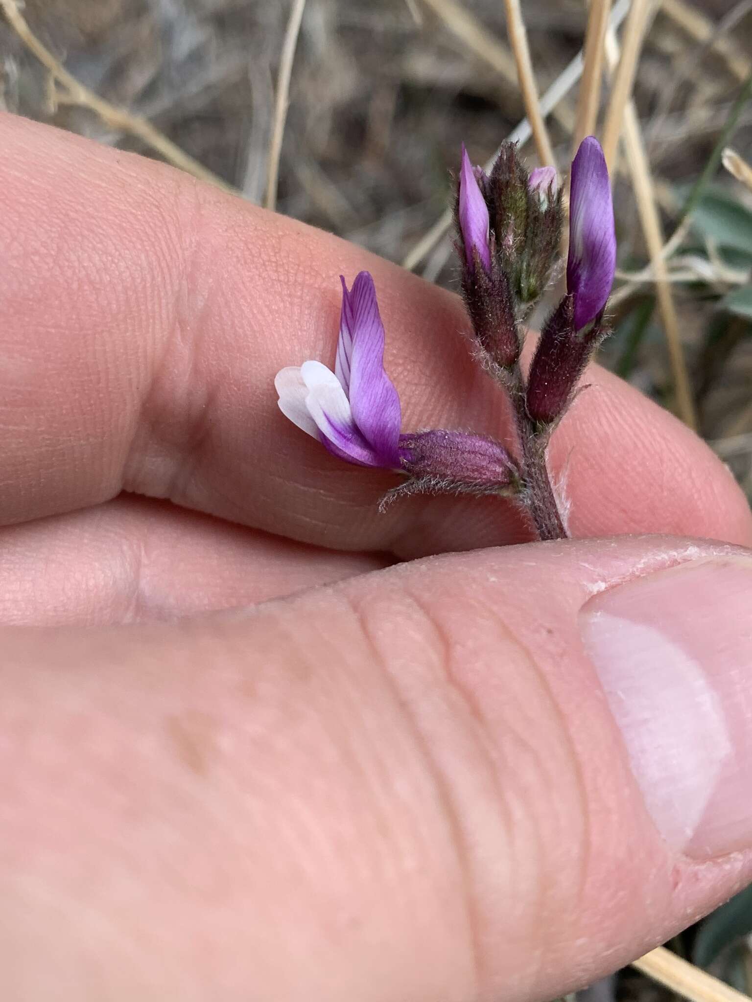 Image of Minthorn's milkvetch