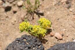 Image of yellow pepperweed