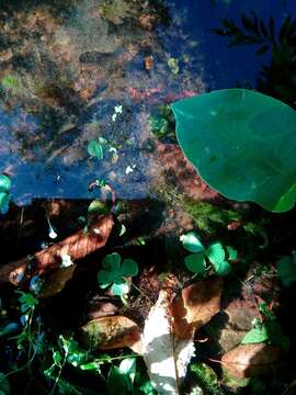 Image of Common Water Clover