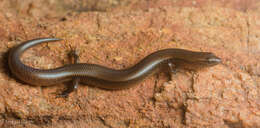 Image of White-spotted Supple Skink