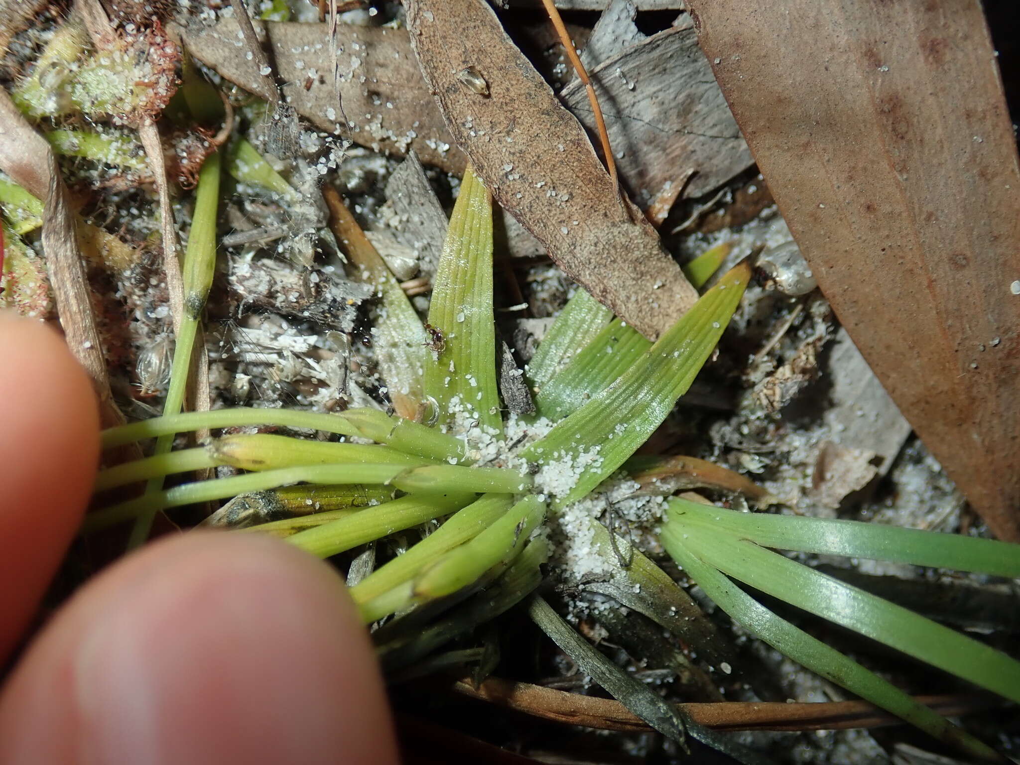 Sivun Eriocaulon scariosum Sm. kuva