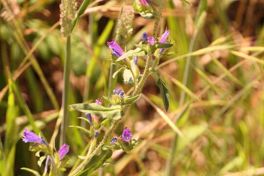 Plancia ëd Echium rosulatum Lange