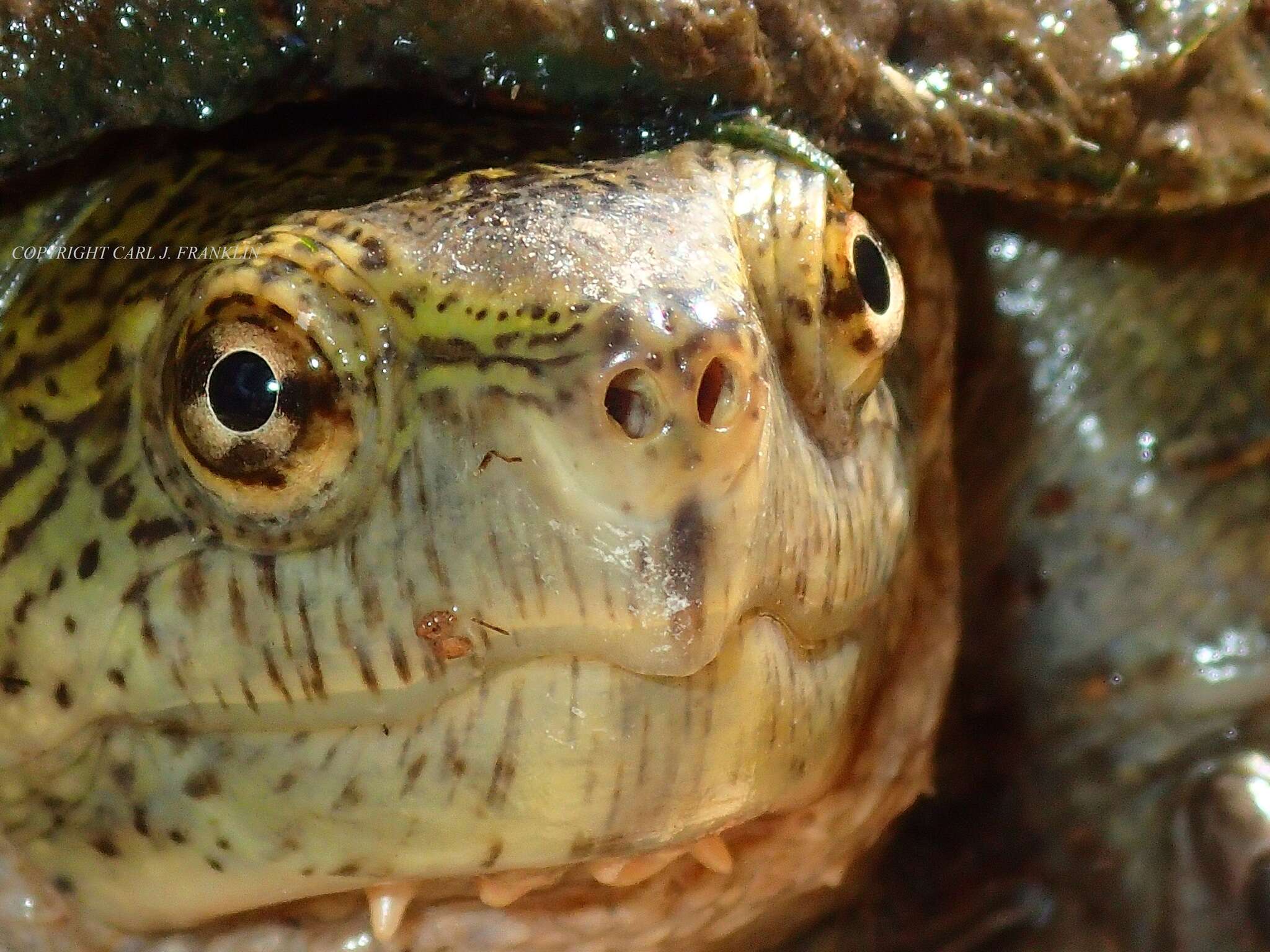 Image of Rough-footed Mud Turtle