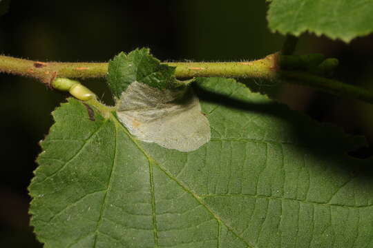 Image de Phyllonorycter coryli (Nicelli 1851)