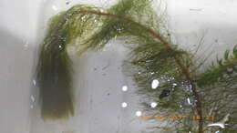 Image of twoleaf watermilfoil