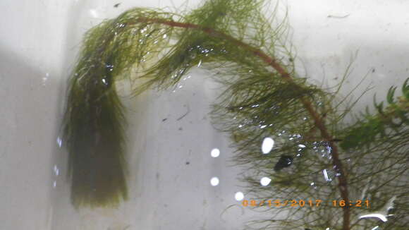 Imagem de Myriophyllum heterophyllum Michx.