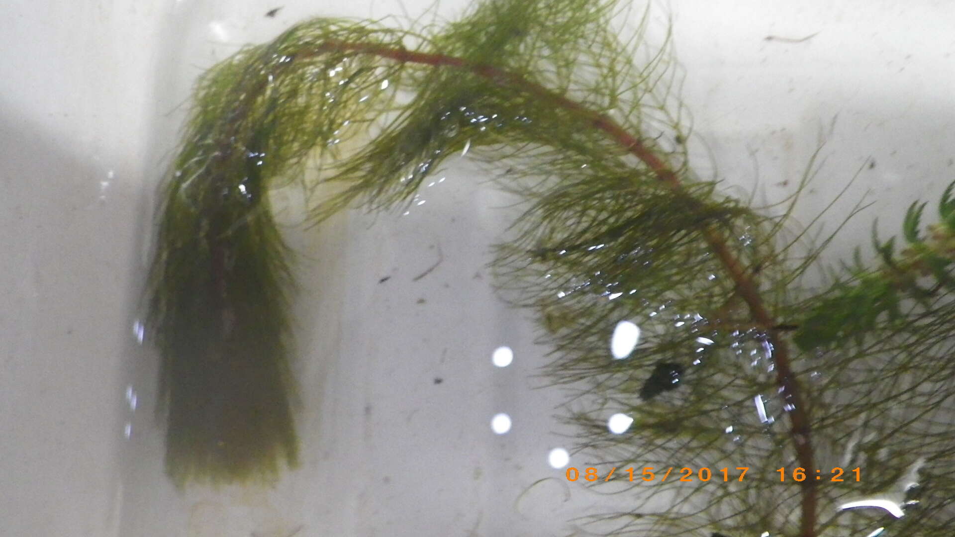 Myriophyllum heterophyllum Michx. resmi