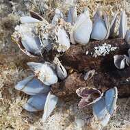 Image of goose barnacle