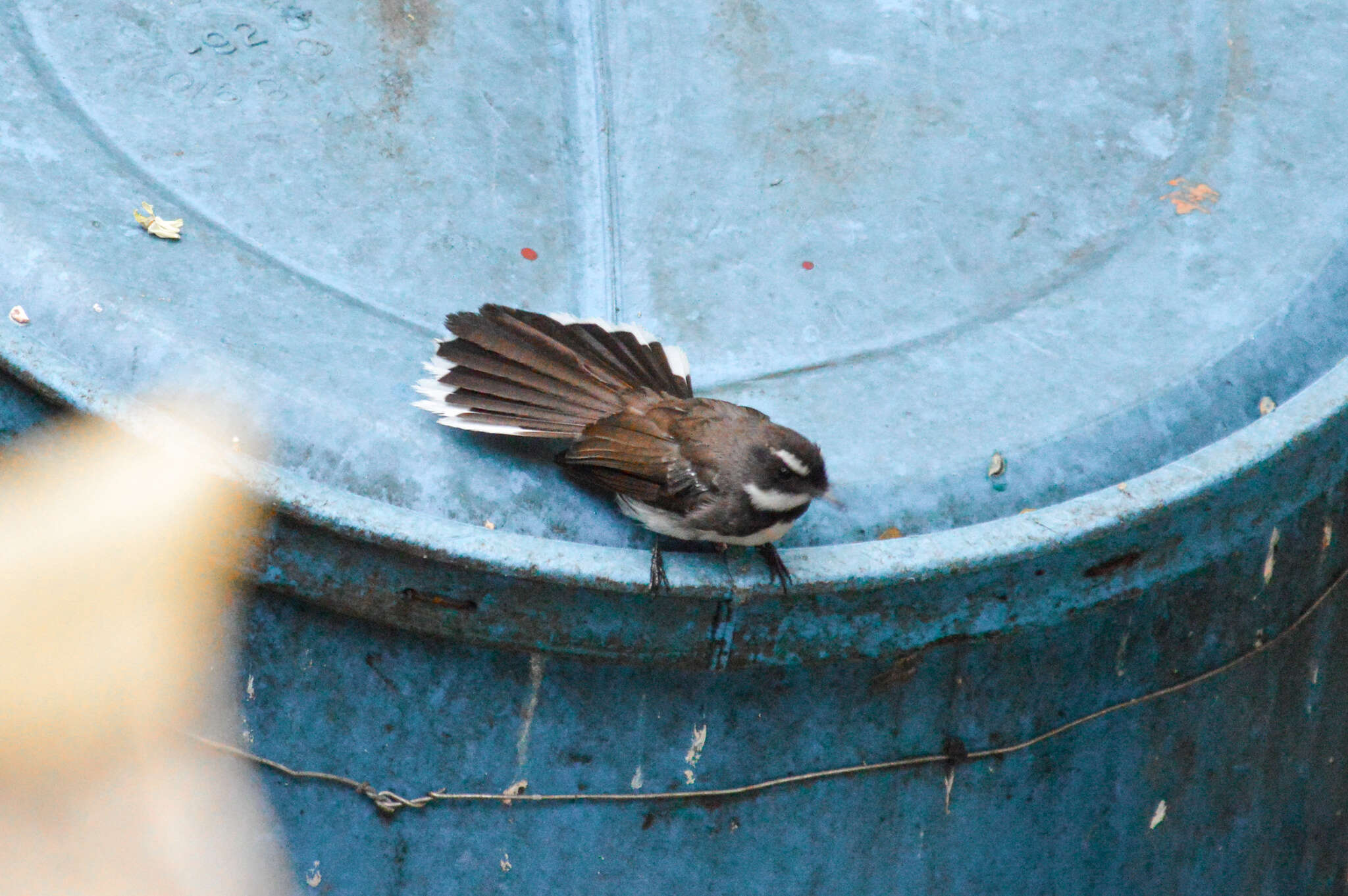 Image of Philippine Pied Fantail