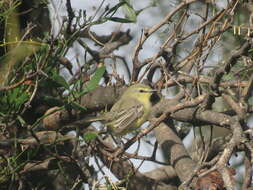 Image of Greater Wagtail-Tyrant