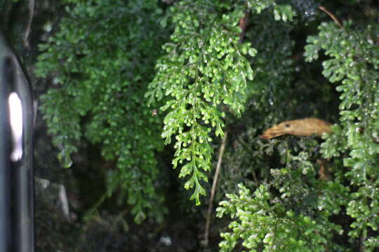 Image of Hymenophyllum inaequale (Poir.) Desv.