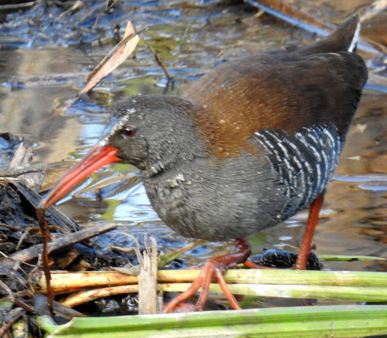 Image of African Rail