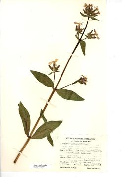 Image of sweet Betty