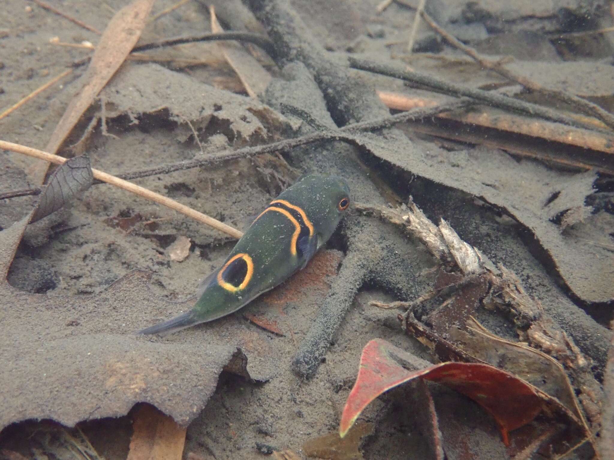 Image of Ocellated Puffer