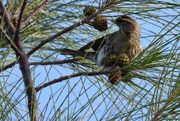 Image of Acanthis flammea rostrata (Coues 1861)