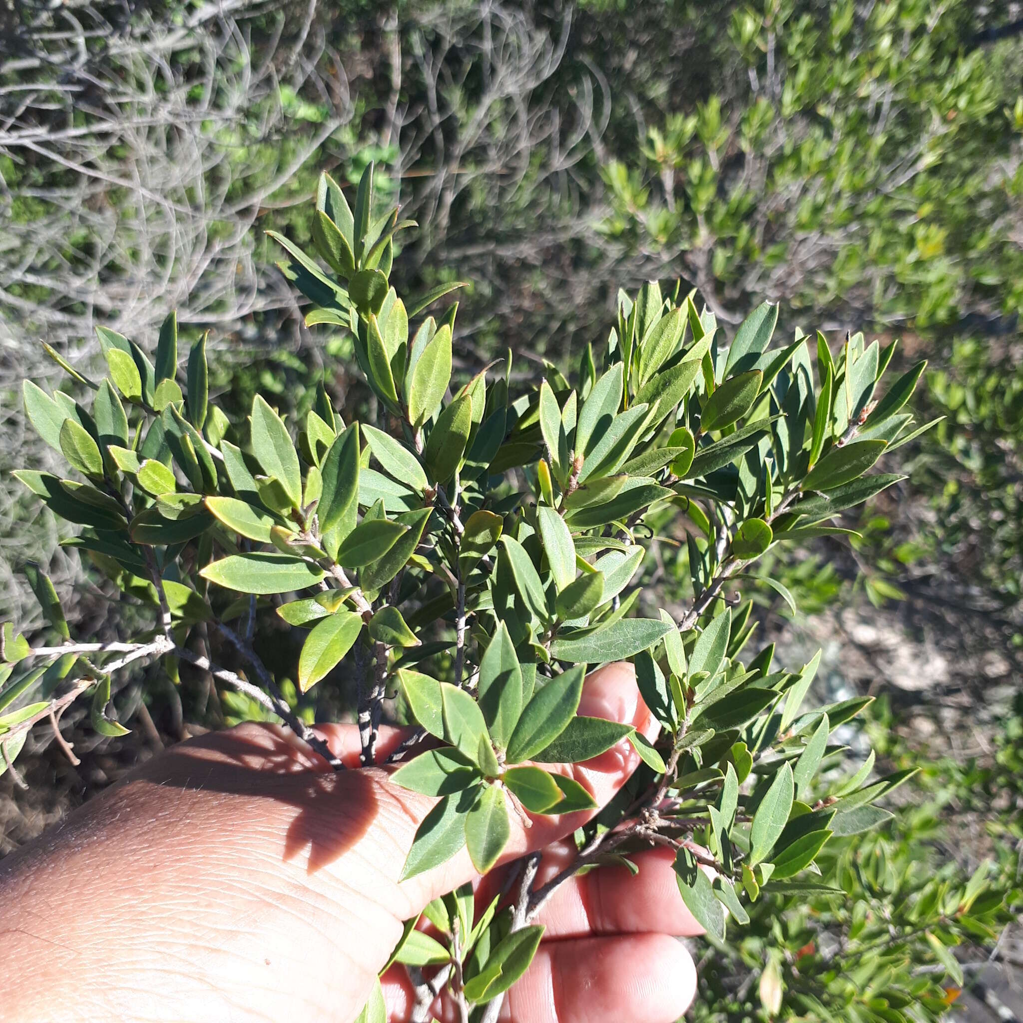 Sivun Diospyros pubescens Pers. kuva