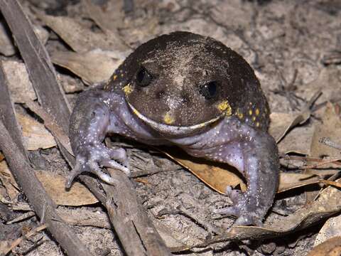 Image of Eastern Owl Frog