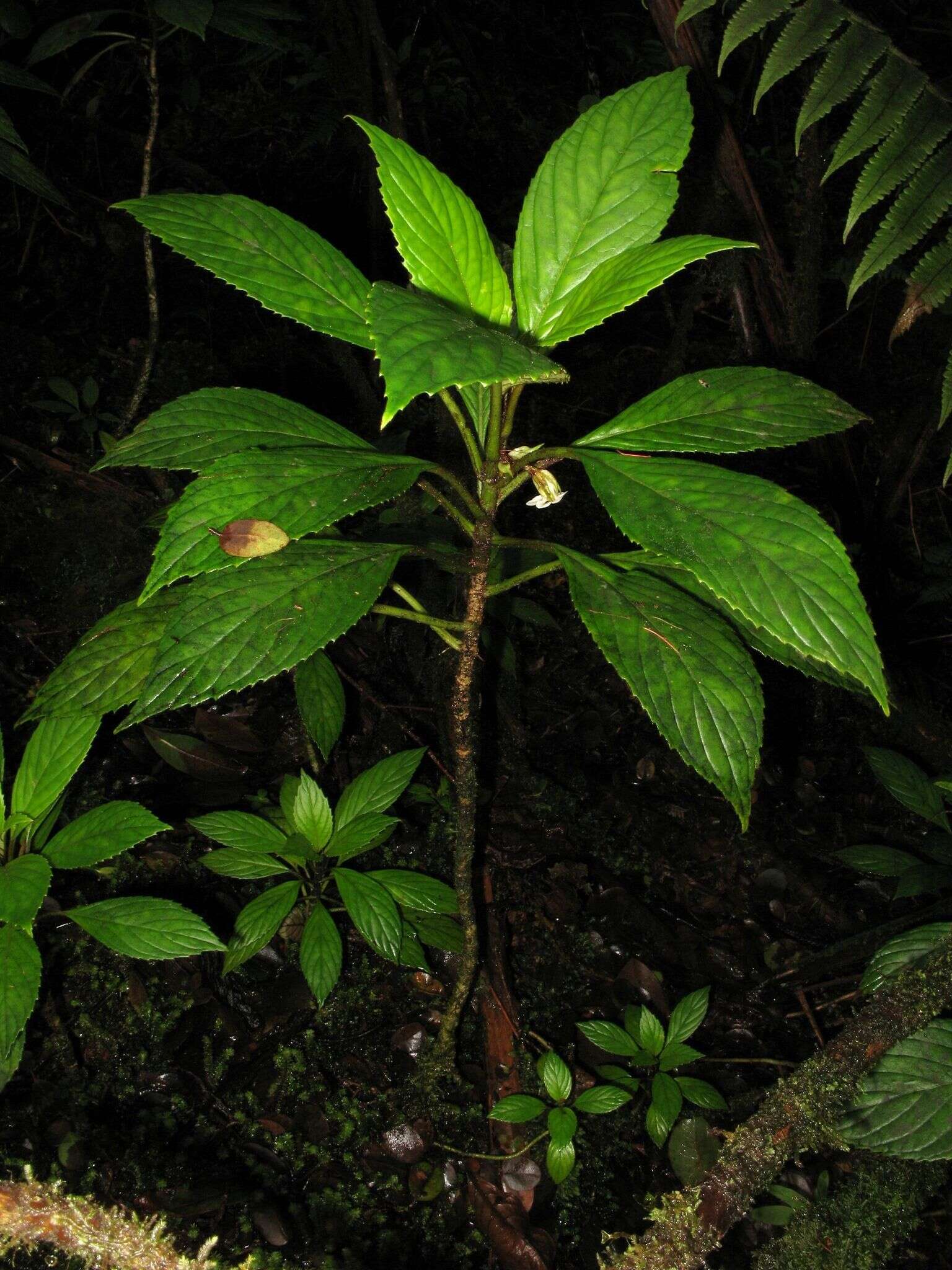 Image of Opposite-Leaf Cyrtandra