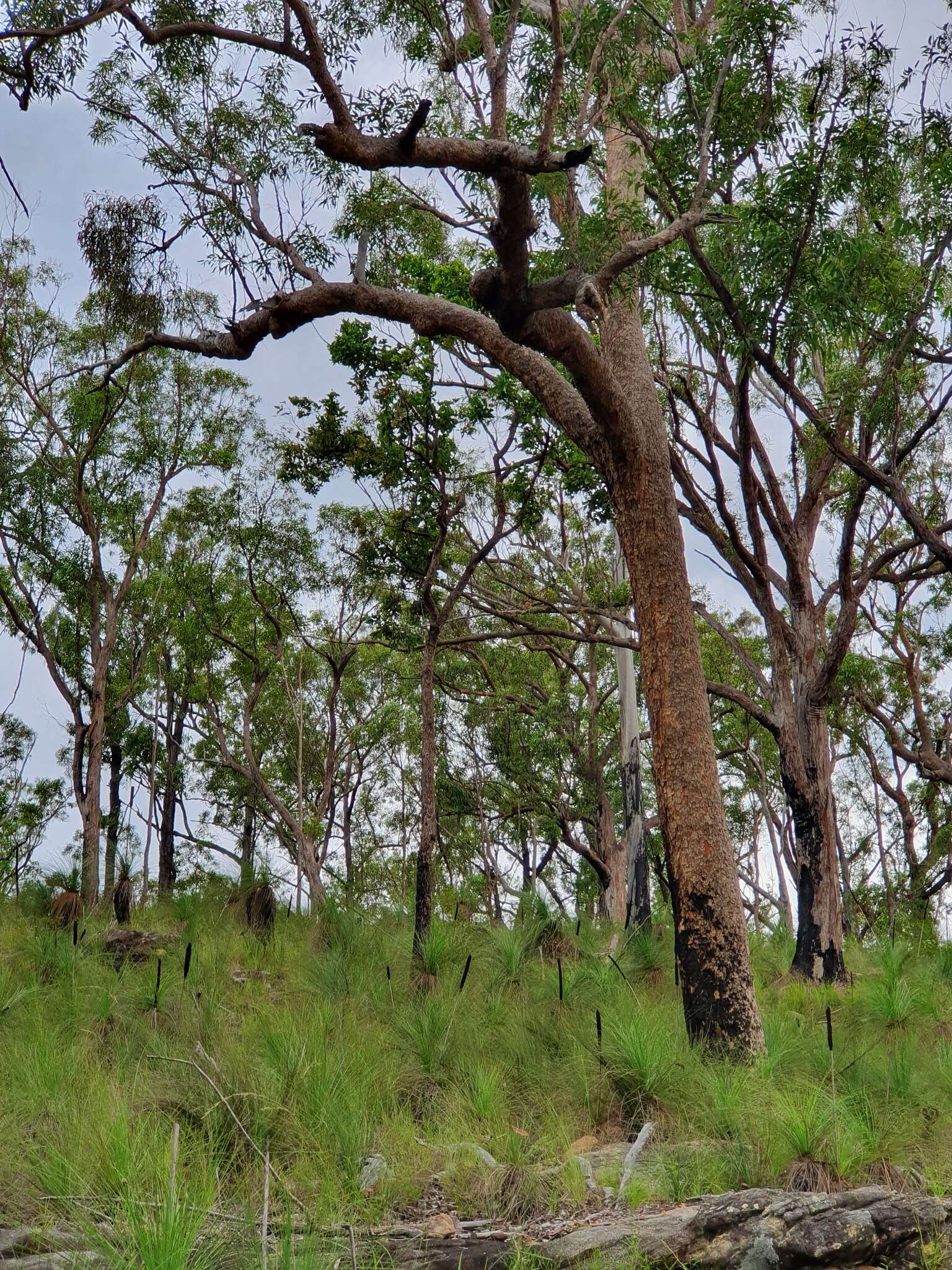 Слика од Corymbia trachyphloia (F. Müll.) K. D. Hill & L. A. S. Johnson