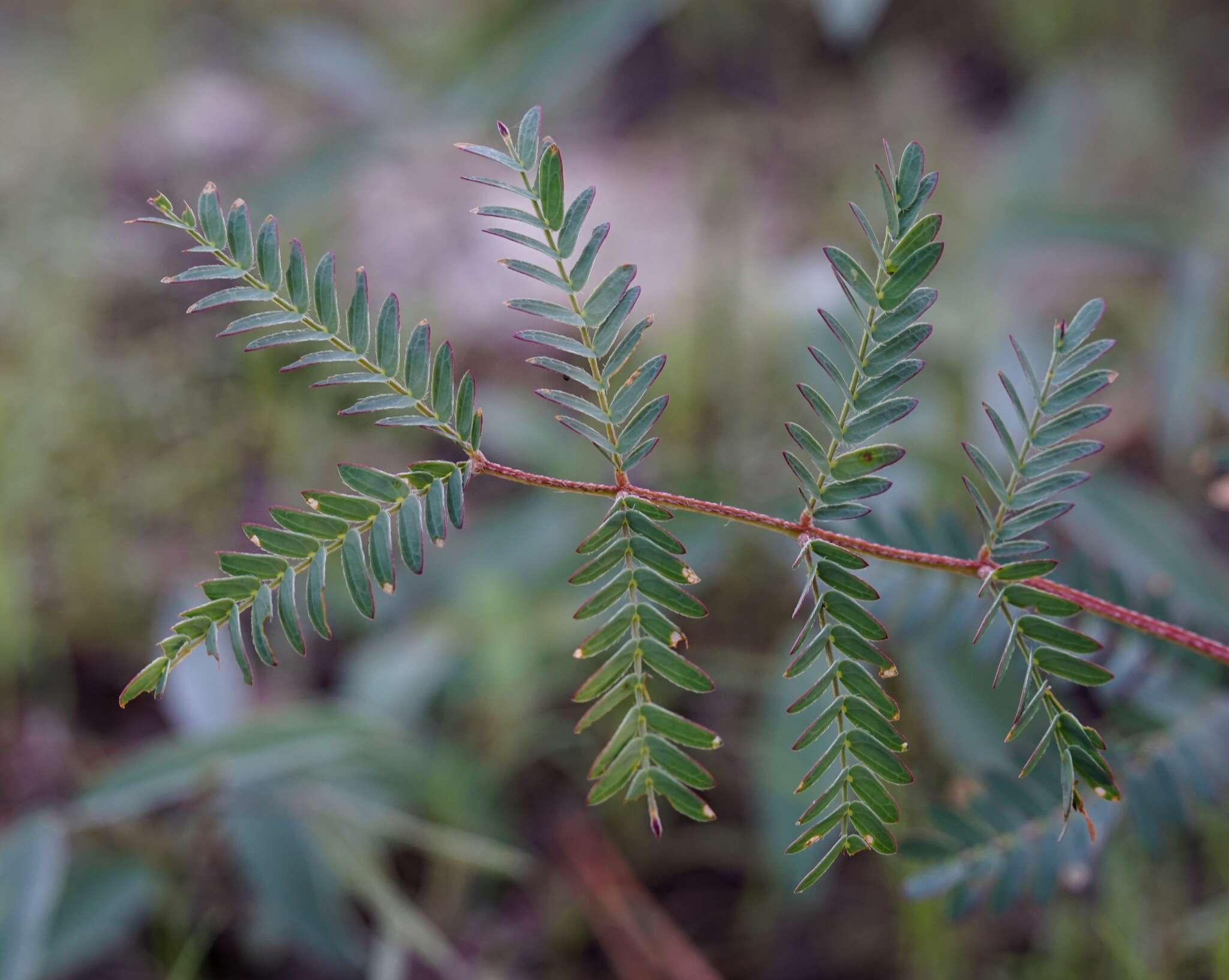 Image of dwarf stickpea