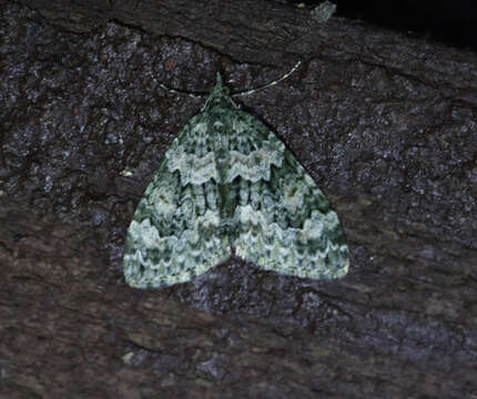 Image of autumn green carpet