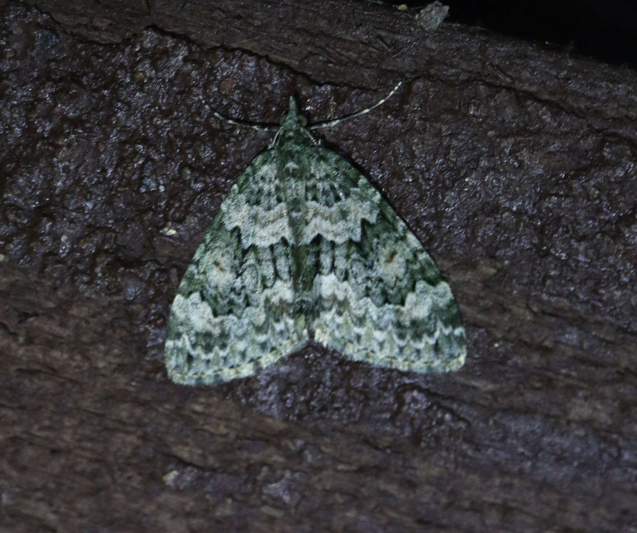 Plancia ëd Chloroclysta miata Linnaeus 1758