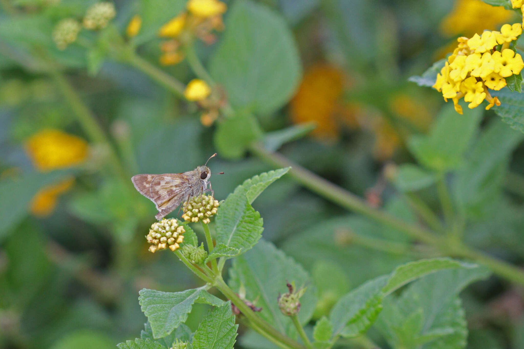 Atalopedes campestris Boisduval 1852 resmi