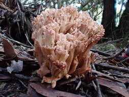 Image of Ramaria botrytoides (Peck) Corner 1950