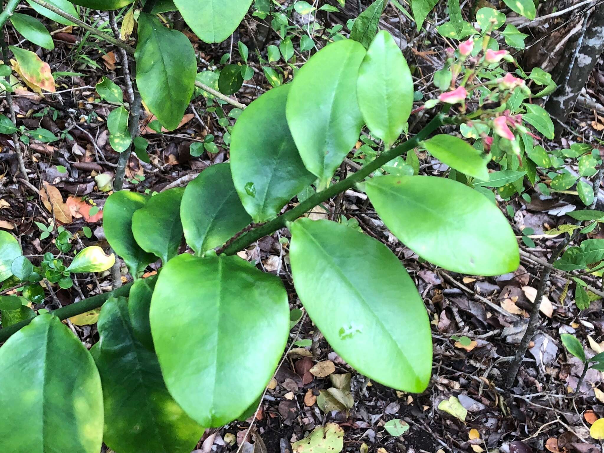 Plancia ëd Euphorbia tithymaloides L.