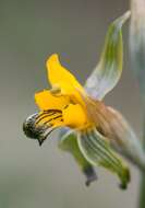 Plancia ëd Chloraea disoides Lindl.