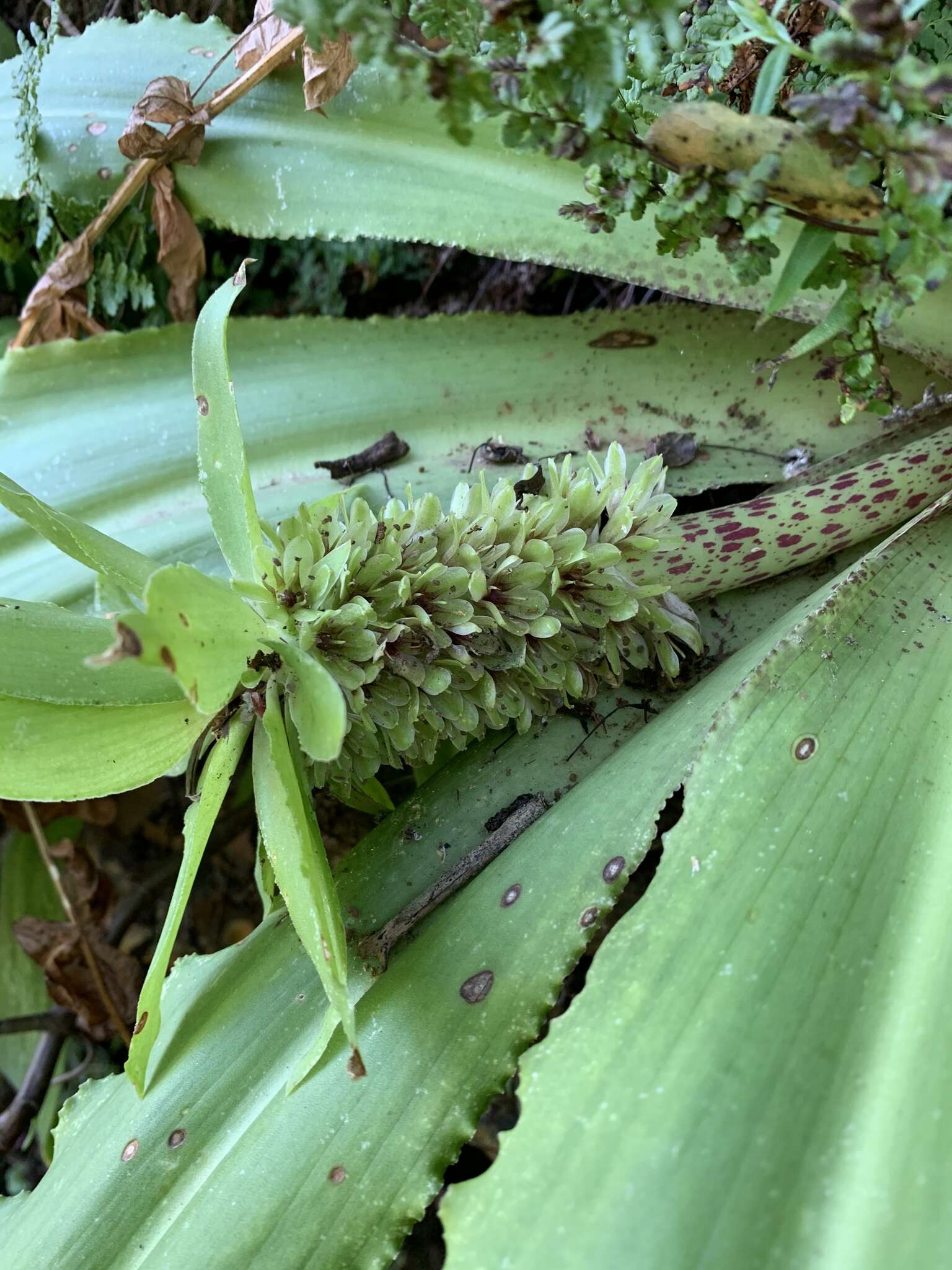 Imagem de Eucomis montana Compton