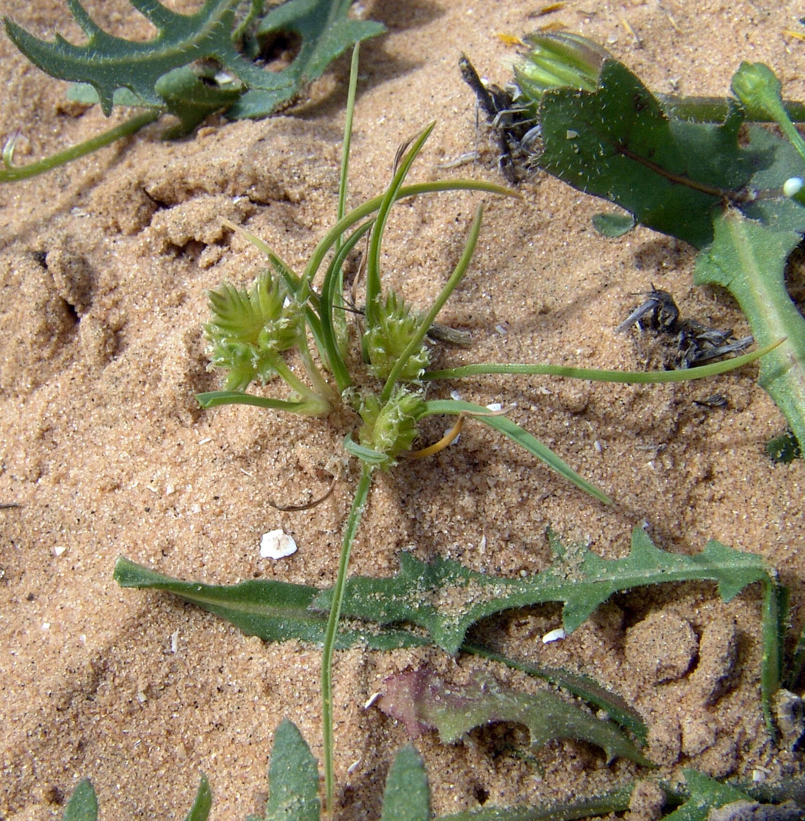 Image of Ammochloa