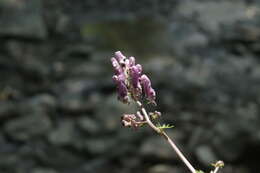 Image of Aconitum lycoctonum subsp. moldavicum (Hacq.) J. Jalas