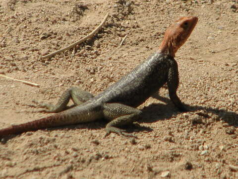 Image of Namib Rock Agama