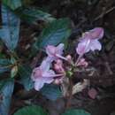 Image of Begonia dryadis Irmsch.