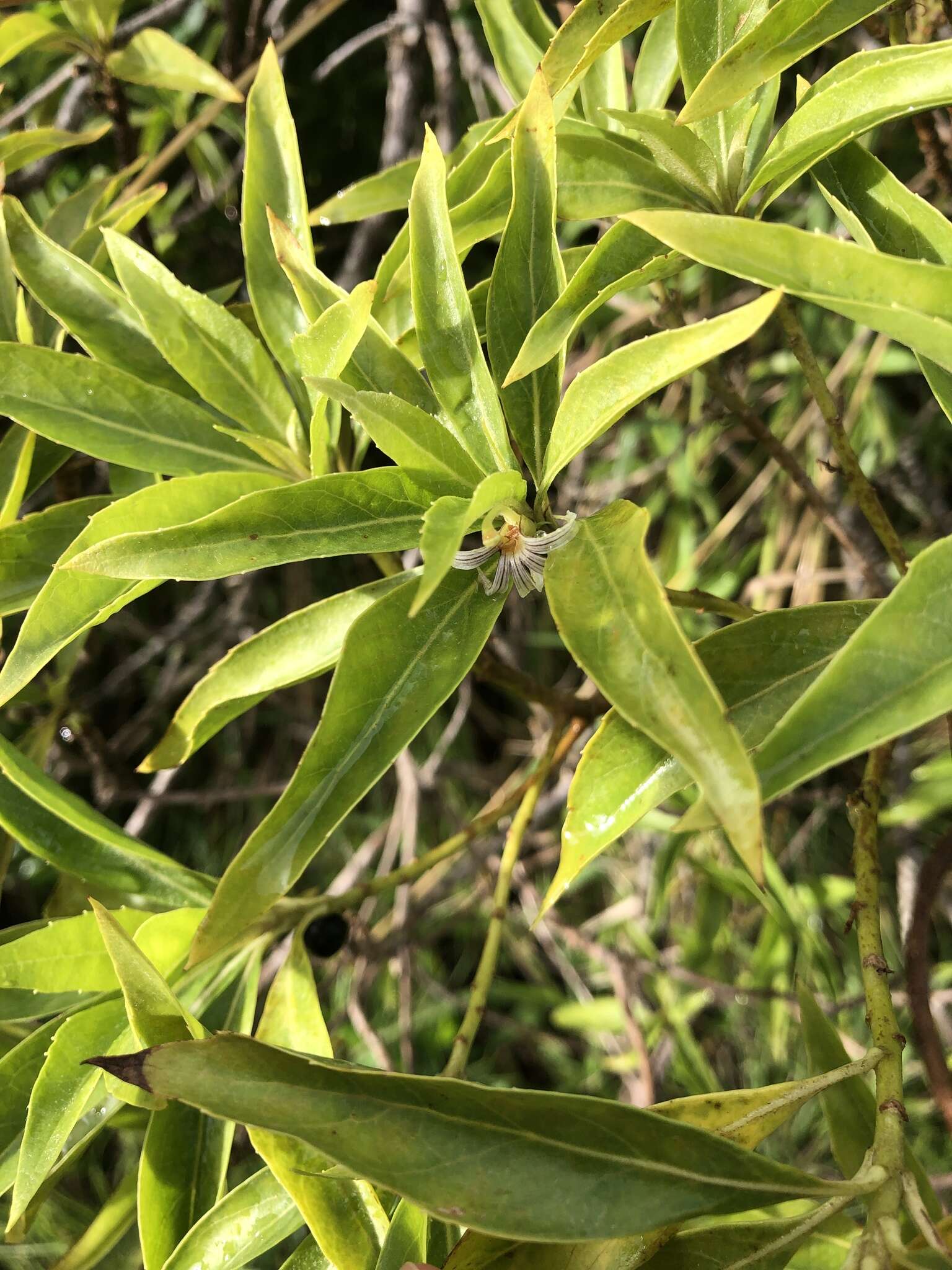 Image de Scaevola gaudichaudiana Cham.