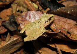 Image of Steindachner's Robber Frog; ra-da-mata