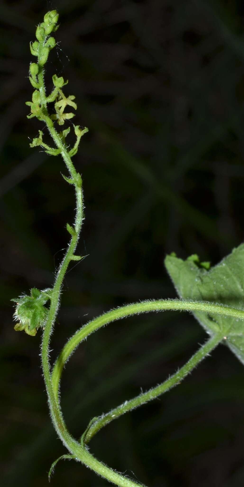 Imagem de Tragia cordata Michx.