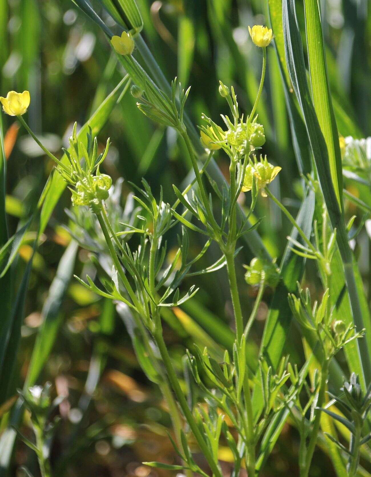 Image of corn buttercup