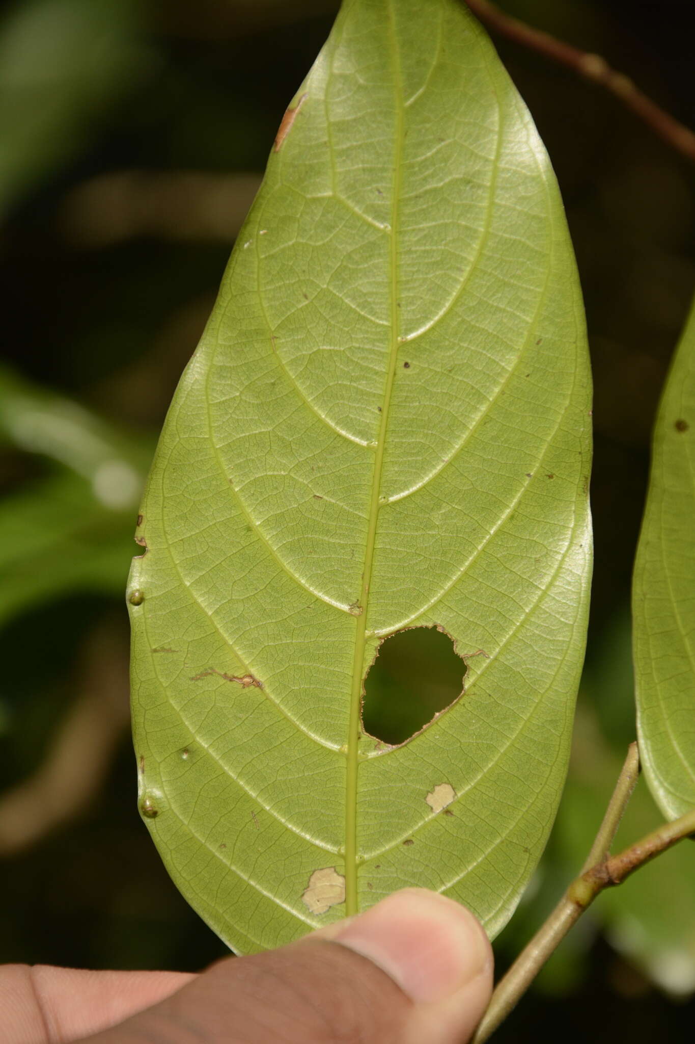 Imagem de Hopea canarensis Hole