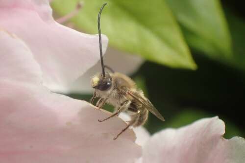 Image of Eucera nipponensis (Pérez 1905)